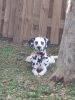 Lovable Dalmatian for sale 13 month old female CKC Papers &shot record