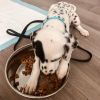 Cute Dalmatian puppies for rehoming