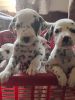 Dalmatian pups for sale