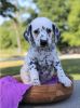 Dalmatian Puppies for sale.