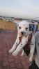 Best quality dalmatian puppys available