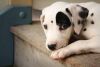Dalmatian Puppies for sale