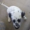 Rehoming a Dalmatian Puppy