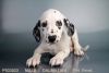 Our Dalmation Puppy!
