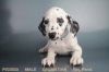 Our Male Dalmation Puppy!