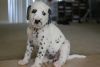 white and black spotted Dalmatian