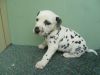 Dalmatian puppies for adoption