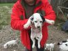 3 Girls And 1 Boy Dalmatian Puppies For Sale
