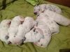 Planned Mating Of Pedigree Dalmatian Puppies