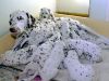 Superb litter of Dalmatian pups bred for soundness