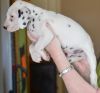 white and black dot spotted Dalmatian Babies
