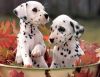 Charming Male and Female dalmatian puppies
