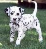 Dalmatian Puppies At (xxx) xxx-xxx3