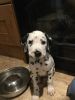 Adorable Dalmatian Puppies For Sale