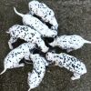 Registered Dalmatian Puppies