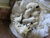 Dalmatian Puppies For Sale (xxx) xxx-xxx1