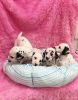 Adorable purebred Dalmation puppies