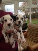 Gorgeous Dalmation Puppies
