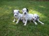 Beautiful Dalmatian Female Pups For Sale