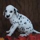 Beautiful Dalmatian Female Pups For Sale Ready Now