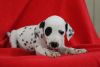 * Kc Reg Dalmatian Puppies