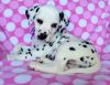 Playful Dalmatian Puppies For Sale