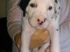 Kc Registered Dalmatian Puppies Due