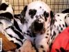Gorgeous Pedigree Dalmatian Puppies Due