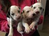 Show Quality Kc Registered Dalmatian Puppies