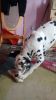 Beautiful Dalmatian pups(804) xxx-xxxx)
