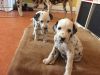 Beautiful Dalmatian Pups - Ready Now
