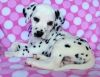 Dalmatian Puppies for Sale xxx-xxx-xxxx