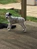 Kc/ Baer Hearing Tested Dalmatian Pups