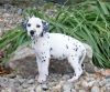 AKc Reg Dalmatian Puppies For Sale