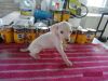 Dalmatian puppies for rehoming***