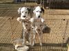 Gorgeous Black Spotted dalmatian Puppies