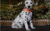 Gorgeous Dalmatian puppies available