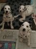 Home Raised Dalmatian Puppies