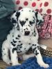 Kc Reg Dalmatian Puppies For Sale