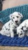 Beautiful Kc Dalmatian Puppies