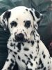 Outstanding Dalmation Puppies