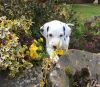 Adorable m/f Dalmatian pups looking for their forever home