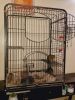Degu's with complete set up