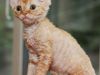 Devon Rex Kittens Ready For New Homes
