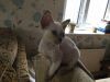 Devon Rex Kittens Ready for Sale