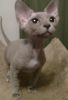 Devon Rex Kittens for sale