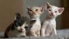 Pointed Male Devon Rex kittens for adoption