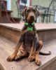 Male and female doberman puppies available