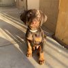 Coffee available female doberman puppies