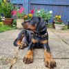 Frank doberman boy available for new home